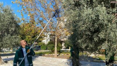 Milas Belediyesi, ilçenin bereketli topraklarında zeytin hasadını sürdürüyor. Belediyeye ait