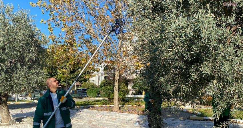 Milas Belediyesi, park ve yeşil alanlarda zeytin hasadına devam ediyor Milas Belediyesi, ilçenin bereketli topraklarında zeytin hasadını sürdürüyor. Belediyeye ait