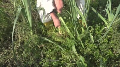 Osmangazi Belediyesi, kendi arazilerinde ilaçsız ve tamamen doğal yöntemlerle ürettiği