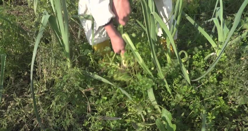 Osmangazi Belediyesi, kendi arazilerinde ilaçsız ve tamamen doğal yöntemlerle ürettiği