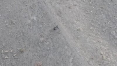 Tunceli'de yasa dışı avcılık yaptığı belirlenen 7 kişiye toplam 1