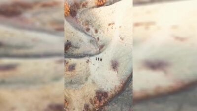 Doğa Koruma ve Milli Parklar Genel Müdürlüğü, Tunceli’de yasa dışı