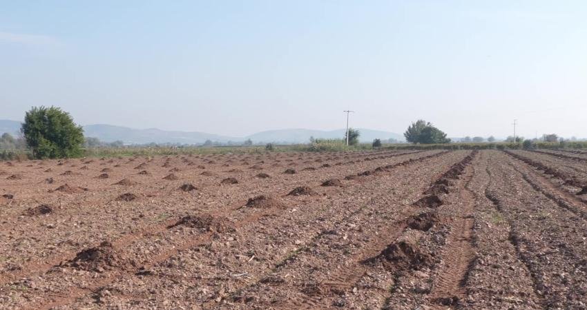 Turgutlu Belediyesi, tarımsal üretimi destekleyen ve sosyal dayanışmayı büyütmeyi hedefleyen