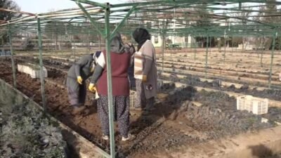 Birleşmiş Milletler Gıda ve Tarım Örgütü (FAO)-Türkiye Ormancılık Ortaklık Programı