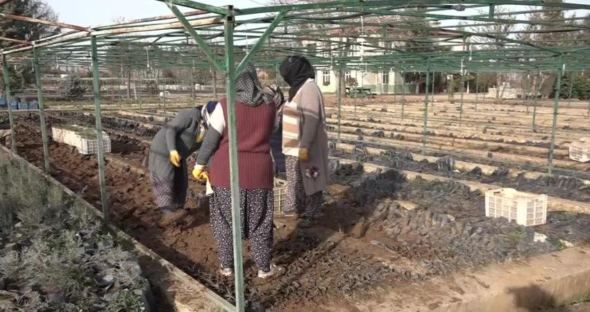 Birleşmiş Milletler Gıda ve Tarım Örgütü (FAO)-Türkiye Ormancılık Ortaklık Programı