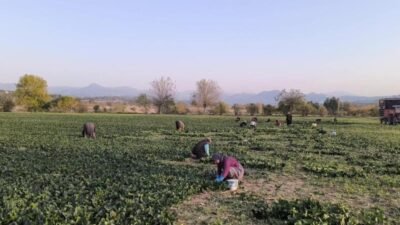 Vatandaşların TÜİK'in açıkladığı kasım ayı enflasyon verilerine tepkisi sürüyor. Osmaniye'nin