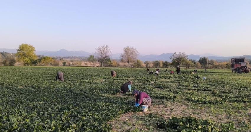 Vatandaşların TÜİK'in açıkladığı kasım ayı enflasyon verilerine tepkisi sürüyor. Osmaniye'nin