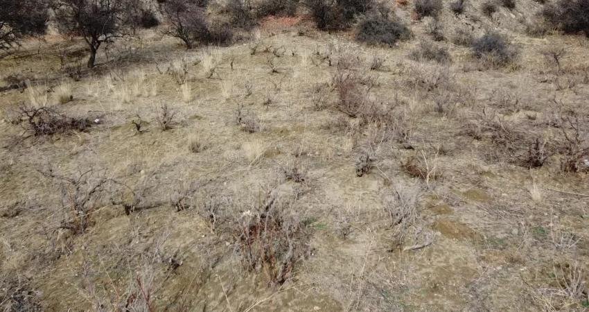 Yozgat’ta yaklaşık 22 bin 500 dekar alanda yapılan bağcılık, geçtiğimiz