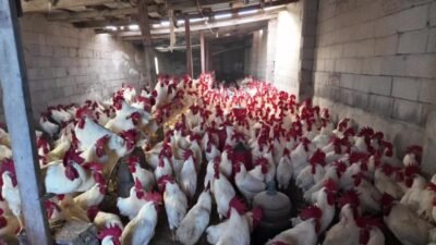 Yozgat’ın Yerköy ilçesine bağlı Saray Köyünde 12 yıl önce kurduğu