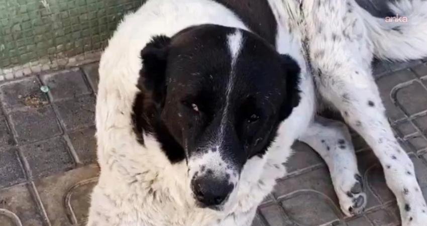 Demetevler Metro İstasyonu’nda yaşanan olayda, 15 yaşındaki Matmazel isimli sokak