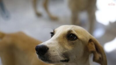 Antalya Büyükşehir Belediyesi tarafından ev hayvanı satan kişilere - petshop