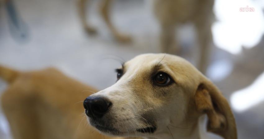 Antalya Büyükşehir Belediyesi tarafından ev hayvanı satan kişilere - petshop