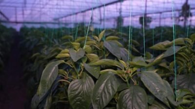 Antalya Büyükşehir Belediyesi'nin sera üretimi yapılan bölgelerde hayata geçirdiği dijital