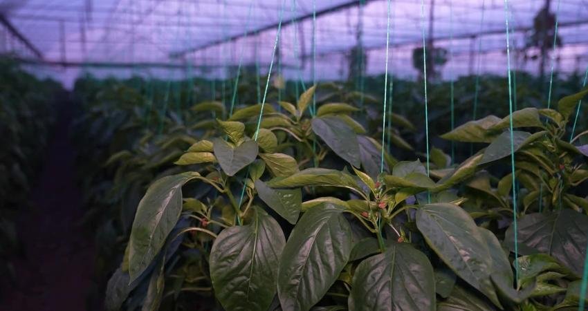 Antalya Büyükşehir Belediyesi'nin sera üretimi yapılan bölgelerde hayata geçirdiği dijital