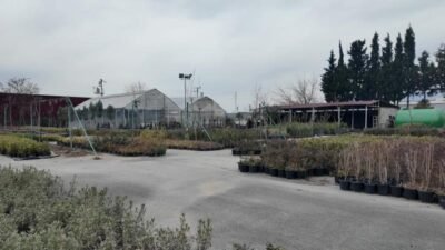 Bornova Belediyesi, Pınarbaşı’ndaki modern fidanlığında 2026 için 75 bin çalı