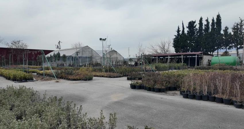 Bornova Belediyesi, Pınarbaşı’ndaki modern fidanlığında 2026 için 75 bin çalı