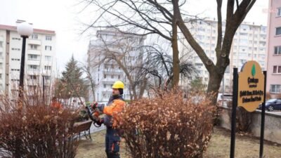 Çankaya Belediyesi, ilçe genelindeki sokak ve parklarda bulunan ağaç ve