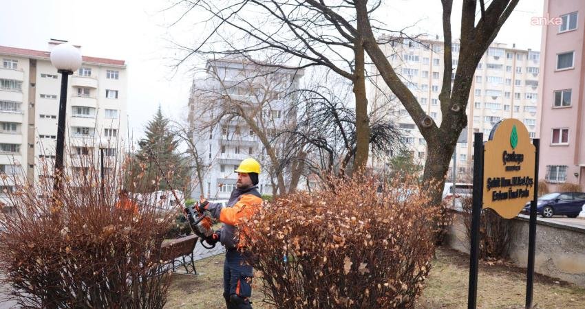 Çankaya Belediyesi, ilçe genelindeki sokak ve parklarda bulunan ağaç ve
