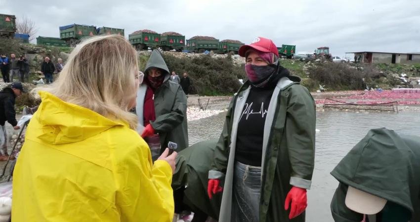 CHP Kadın Kolları Genel Başkanı Asu Kaya, Kadirli’de turp işçisi