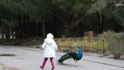 Çiğli Belediyesi, yarıyıl tatilinde çocukları ve ailelerini unutmadı. Kadınlar ve