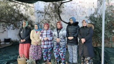 Edremit Belediyesi tarafından düzenlenen zeytin hasat sonu “Meci Şenliği” renkli