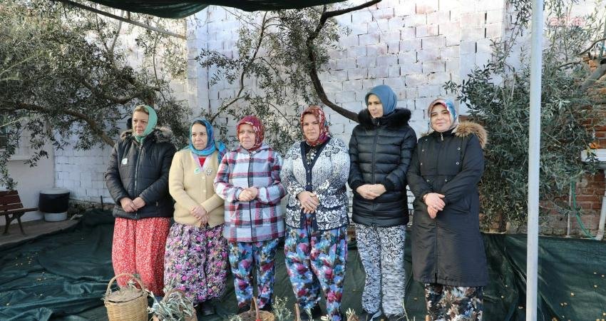 Edremit Belediyesi tarafından düzenlenen zeytin hasat sonu “Meci Şenliği” renkli