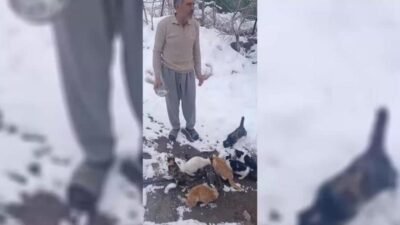 Elazığ’ın Alacakaya ilçesine bağlı Kayranlı Köyü'nde sahipsiz kalan hayvanlar, ağır