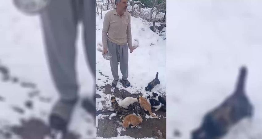 Elazığ’ın Alacakaya ilçesine bağlı Kayranlı Köyü'nde sahipsiz kalan hayvanlar, ağır