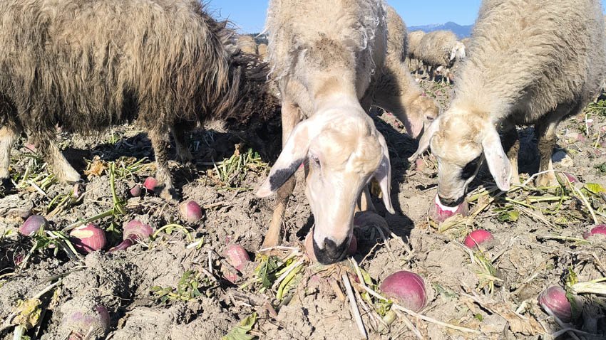 Osmaniye’nin Kadirli ilçesinde bir çiftçi, "para etmediği" için 50 dönümlük