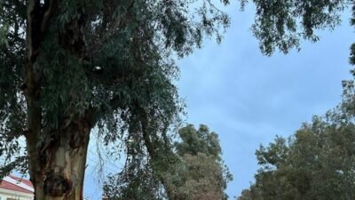 Foça’da etkili olan kuvvetli rüzgar ve sağanın ardından teyakkuza geçen