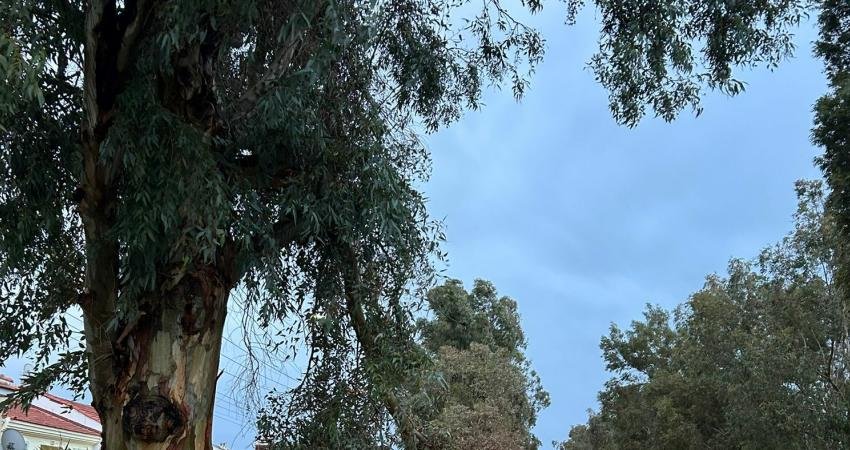 Foça’da etkili olan kuvvetli rüzgar ve sağanın ardından teyakkuza geçen