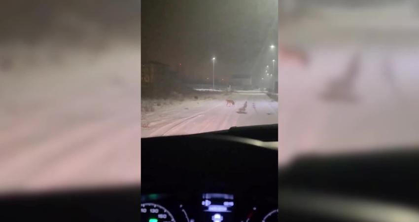 Iğdır’da aç kalan kurt sürüleri şehre indi Iğdır’da soğuk hava ve yoğun kar yağışı yaban hayatını olumsuz