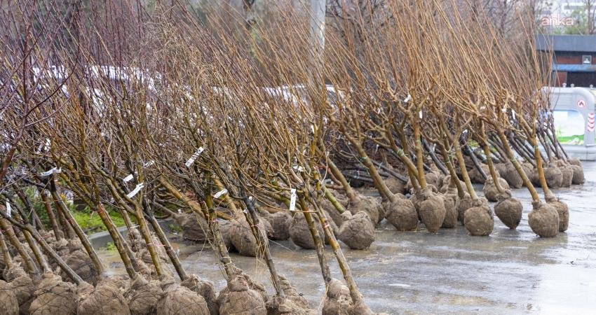 İstanbul Büyükşehir Belediyesi iştiraki Ağaç ve Peyzaj AŞ’ye bağlı Bahçe