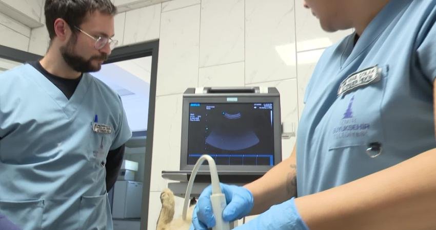 İzmir Büyükşehir Belediyesi, son bir yılda 86 bin sokak hayvanını