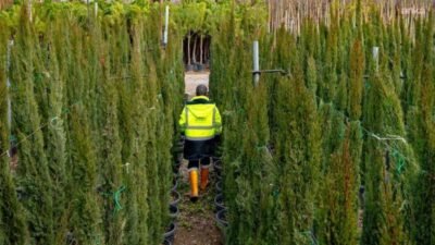 İzmir Büyükşehir Belediyesi’nin fidanlıklarında yetiştirilen onlarca bitki türü, kentin yeşil