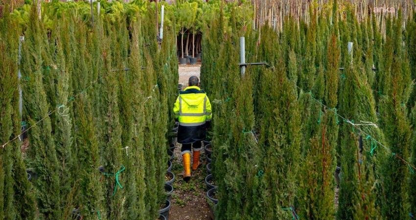 İzmir Büyükşehir Belediyesi’nin fidanlıklarında yetiştirilen onlarca bitki türü, kentin yeşil