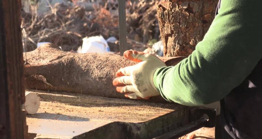 Konak Belediyesi’nin, budanan ağaçlardan elde edilen kışlık yakacak odunları ihtiyaç