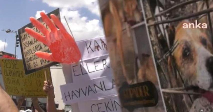 Ankara Bölge Adliye Mahkemesi 17. Ceza Dairesi, sahiplendiği köpeklere cinsel