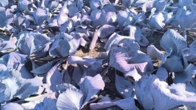 Osmaniye'de tarım işçileri düşük ücretler karşılığında zor koşullarda çalıştıklarını anlattı.