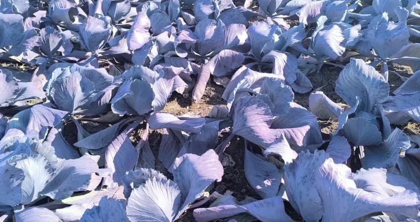 Osmaniye'de tarım işçileri düşük ücretler karşılığında zor koşullarda çalıştıklarını anlattı.