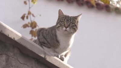 Ankara Büyükşehir Belediye Başkanı Mansur Yavaş, Ankara Kalesi'nde başlattıkları "Sokak