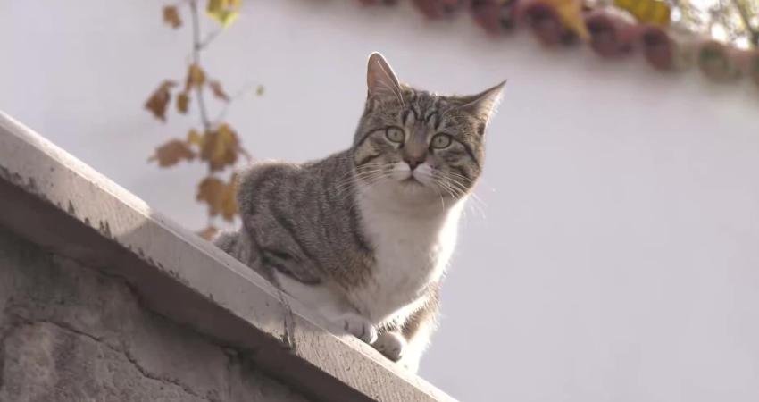 Ankara Büyükşehir Belediye Başkanı Mansur Yavaş, Ankara Kalesi'nde başlattıkları "Sokak