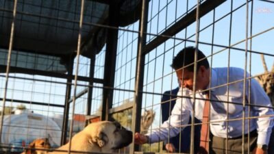Muğla Büyükşehir Belediyesi Hayvan Bakımevi’nde bugüne kadar 4 bin 34