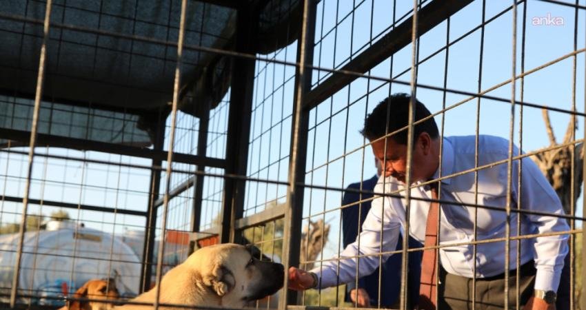 Muğla Büyükşehir Belediyesi Hayvan Bakımevi’nde bugüne kadar 4 bin 34