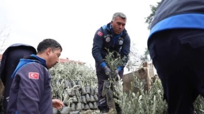 Muğla Büyükşehir Belediyesi, “Her Kapıda Bir Fidan” projesi kapsamında Ula’da