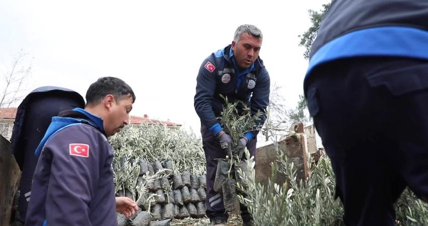 Muğla Büyükşehir Belediyesi’nden Ula’da üreticiye zeytin ve ceviz fidanı desteği Muğla Büyükşehir Belediyesi, “Her Kapıda Bir Fidan” projesi kapsamında Ula’da