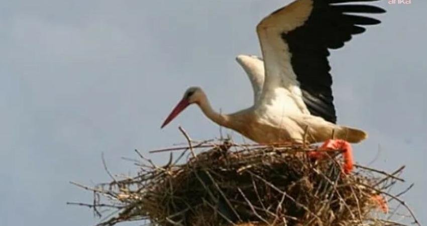 Muğla Büyükşehir Belediyesi, leyleklerin göç güzergâhında yer alan Milas ilçesinde,