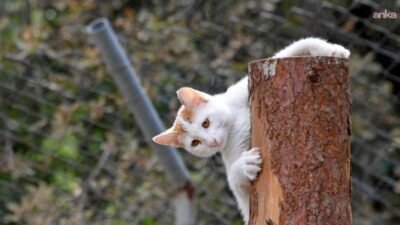 Osmangazi Belediyesi, 2025 yılı boyunca sahipsiz hayvanlara 130 ton kuru