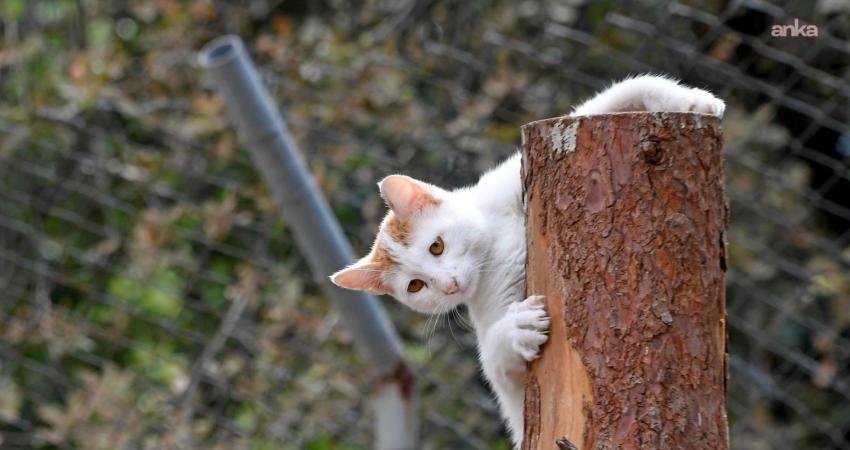Osmangazi Belediyesi, 2025 yılı boyunca sahipsiz hayvanlara 130 ton kuru