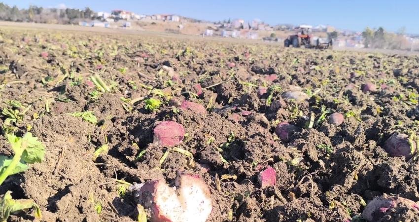 Osmaniye’nin Kadirli ilçesinde bir çiftçi, "para etmediği" için 50 dönümlük